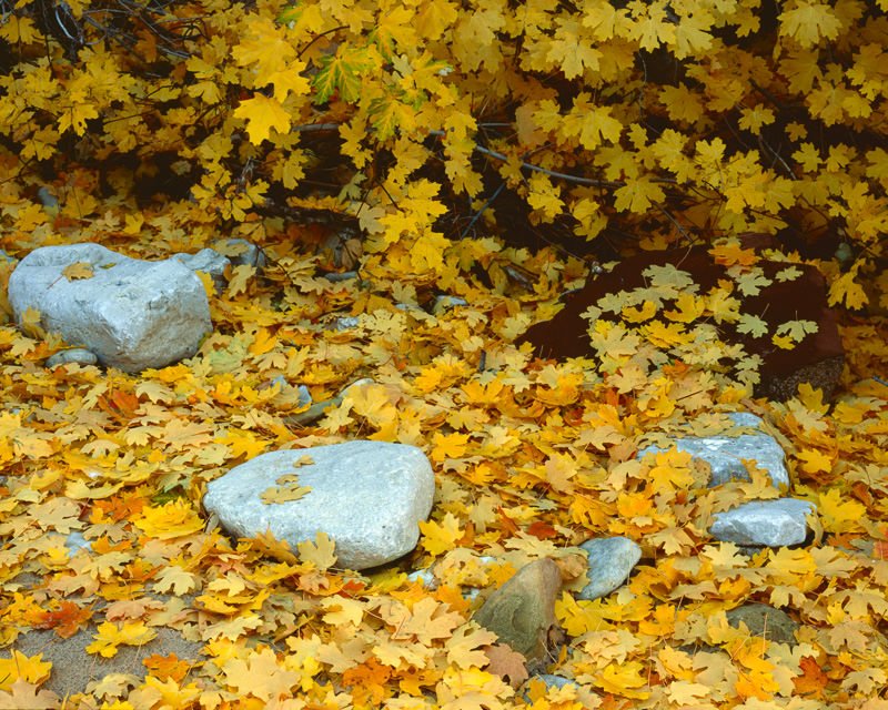 Yellow Groundcover