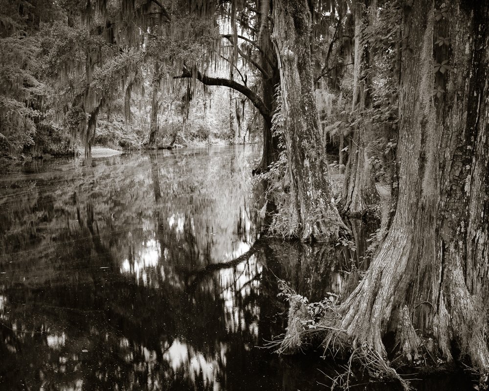 Lowcountry Cypress by J Riley Stewart