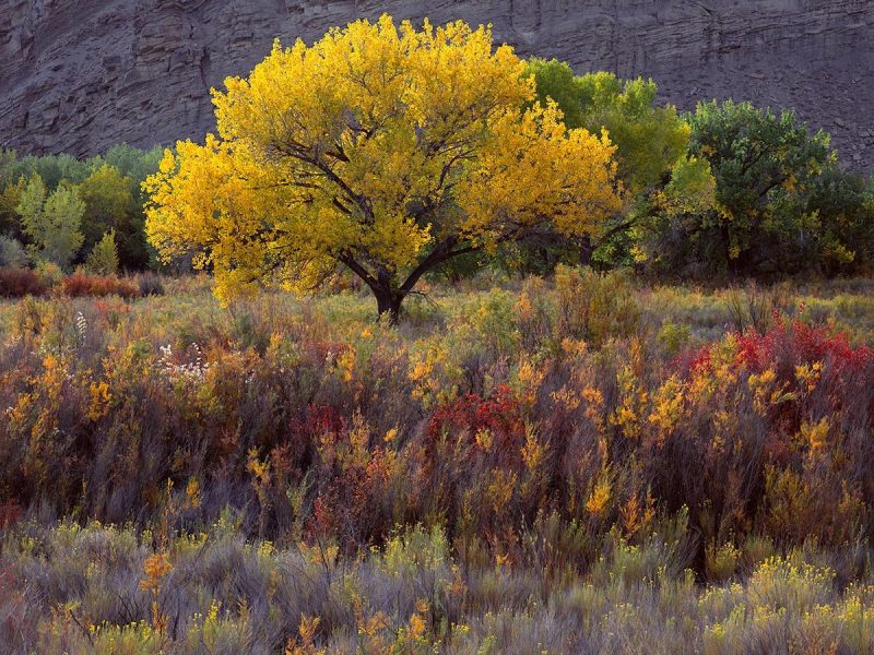 Backlit Cottonwood Colorful Grasses